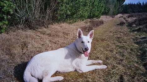 Hvid schæfer Debbie - Her er jeg udstationeret med Far i Nordjylland, vi er på vej til stranden!!! billede 5