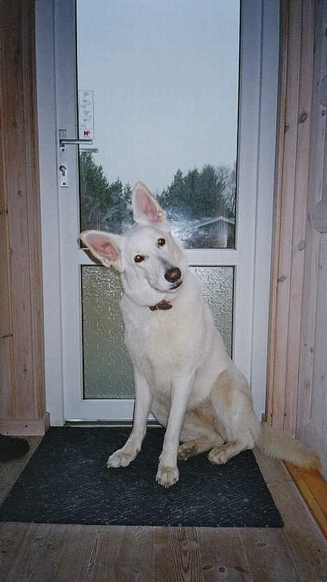 Hvid schæfer Debbie - Her er jeg i sommerhus med min far, sagde han mad??? billede 6