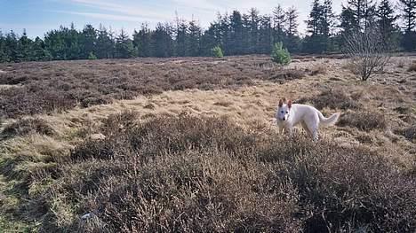 Hvid schæfer Debbie - IIHH der er bare så dejligt i Nordjylland!! billede 8