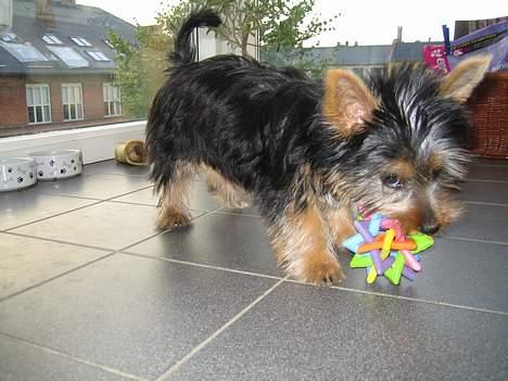 Australian silky terrier Olivia - Favoritlegetøjet stjernen... billede 7