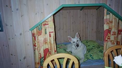 Hvid schæfer Debbie - Skal vi i seng nu Far??? billede 9