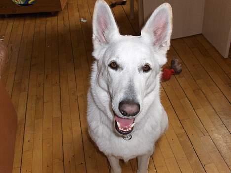 Hvid schæfer Debbie - Jeg er Sulten!!!! billede 10