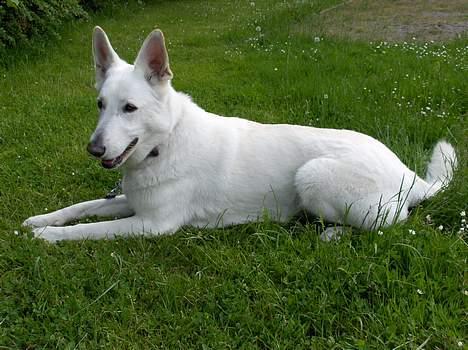 Hvid schæfer Debbie - Er jeg ikke fin! billede 11