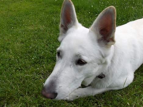 Hvid schæfer Debbie - Hvad er det du har der Far?? billede 12