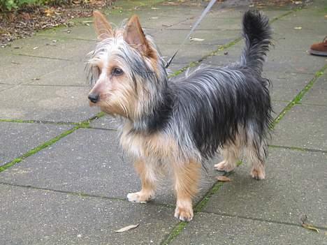 Australian silky terrier Olivia - Udstillingsklar! billede 8