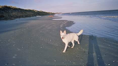 Hvid schæfer Debbie - Her er jeg på stranden i Nordjylland!! billede 13