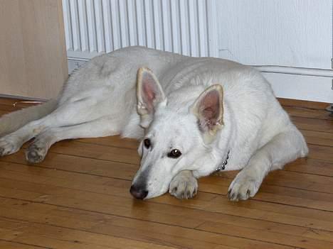 Hvid schæfer Debbie - Nu må jeg ha´en lur!! billede 14