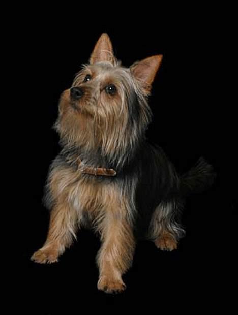 Australian silky terrier Olivia - model... billede 9
