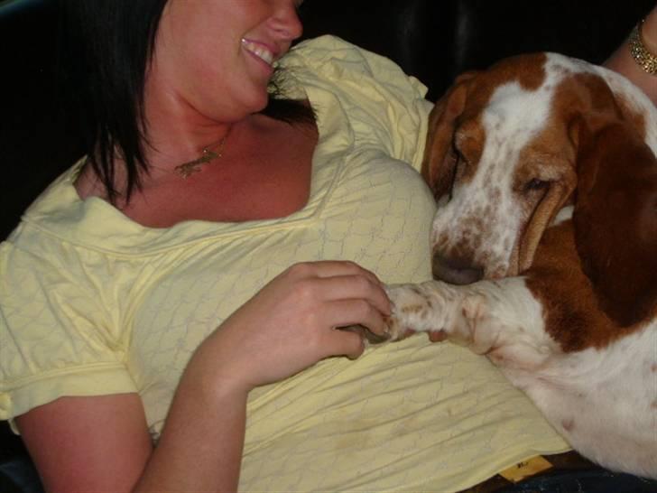 Basset hound ¤Malina¤ billede 18