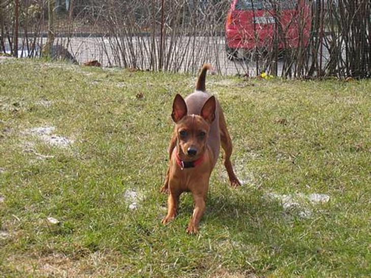 {{currentPhoto.altText}} billede {{currentPhoto.number}}