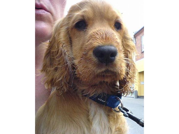Cocker spaniel Frida - Hun har lige haft næsen nede i et glas vand :) billede 1