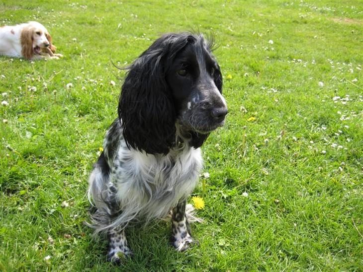 Cocker spaniel Yasmin *SOLGT* - En dejlig sommerdag i haven.. billede 1