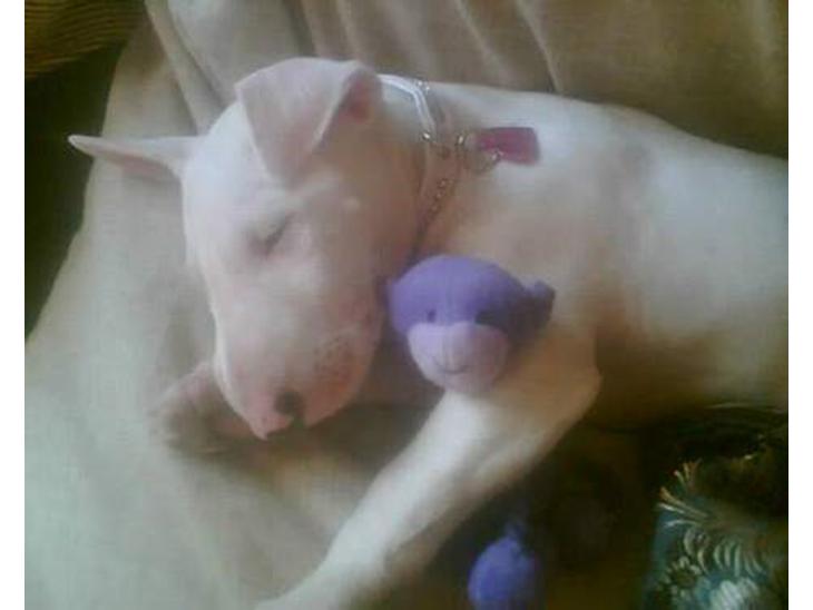 {{currentPhoto.altText}} billede {{currentPhoto.number}}