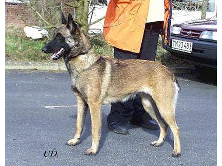 {{currentPhoto.altText}} billede {{currentPhoto.number}}