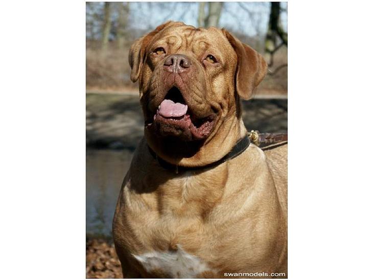 Dogue de bordeaux Thaliyah - R.I.P. min tøs - Thaliyah - til modelssession - 3 år gammel billede 1