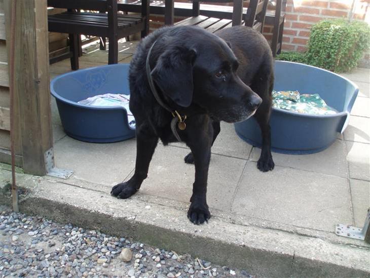 Labrador retriever Jaques *død* - Jaques står lige og lurer... :) billede 1