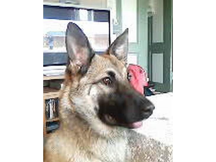 Blanding af racer Diva  Schæfer/bjørnehund - Diva billede 1
