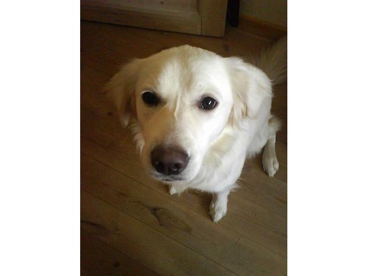 {{currentPhoto.altText}} billede {{currentPhoto.number}}