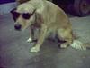 Blanding af racer Bella