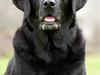Labrador retriever Hubert`s Jef (Emil)