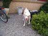 Labrador retriever Olivar
