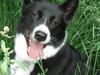 Karelsk bjørnehund Talli R.I.P 21 maj 2010 [ Himmelhund]