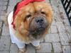 Chow chow carlo