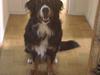 Berner sennenhund Masai