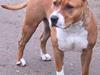 Amerikansk staffordshire terrier Brutus