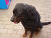 Rottweiler Gizmo ( Død d. 27/12-06 )