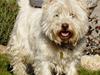 West highland white terrier Kenzo