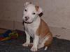 Amerikansk staffordshire terrier NA Eris Angel *Solgt* [Tidl. hund]