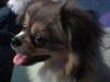 Blanding af racer Gizmo