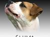 Amerikansk bulldog Kettners Kiara, "Shiva"