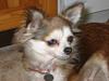 Chihuahua Ronja ¤RIP¤