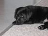 Labrador retriever Chicko