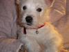 West highland white terrier CICI