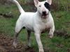 Bullterrier                    *RIP* Joker [ Himmelhund]