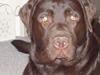 Labrador retriever Baloo  (hos anden ejer)