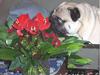 Mops Kong Tølfi    F. 06/04  † 04.10 2014 [ Himmelhund]