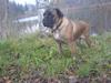 Cane corso Campo Di Cavello (Sussi)