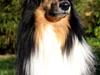 Collie langhåret Simba - sov sødt min skat! [ Himmelhund]