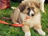 Border collie Gizmo