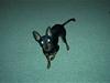 Dvaergpinscher Pax
