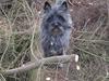 Cairn terrier Vicky Leandros *HIMMELHUND*