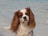 Cavalier king charles spaniel La`Fontaine`s Gizmo R.I.P [ Himmelhund]