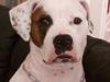 Amerikansk bulldog Chili 2001-2009
