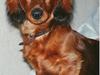Gravhund Futte 1994-2008