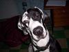 Grand danois Zeus [ Himmelhund]