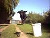 Labrador retriever Buddy